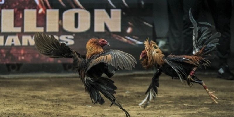 ทำความรู้จักกับห้องชนไก่