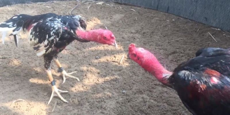 ประเภทของการเดิมพันในการชนไก่ออนไลน์